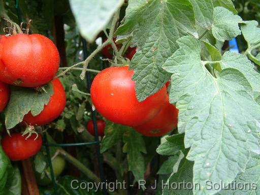 Tomato on bush 